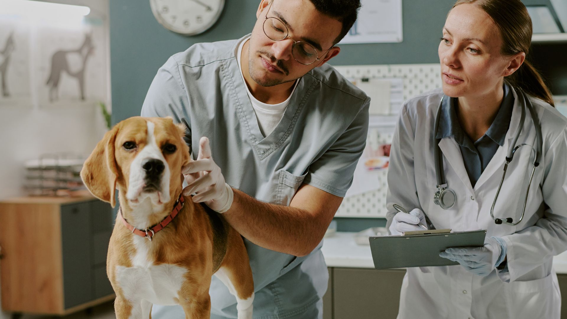 Veterinary clinic with AI phone system