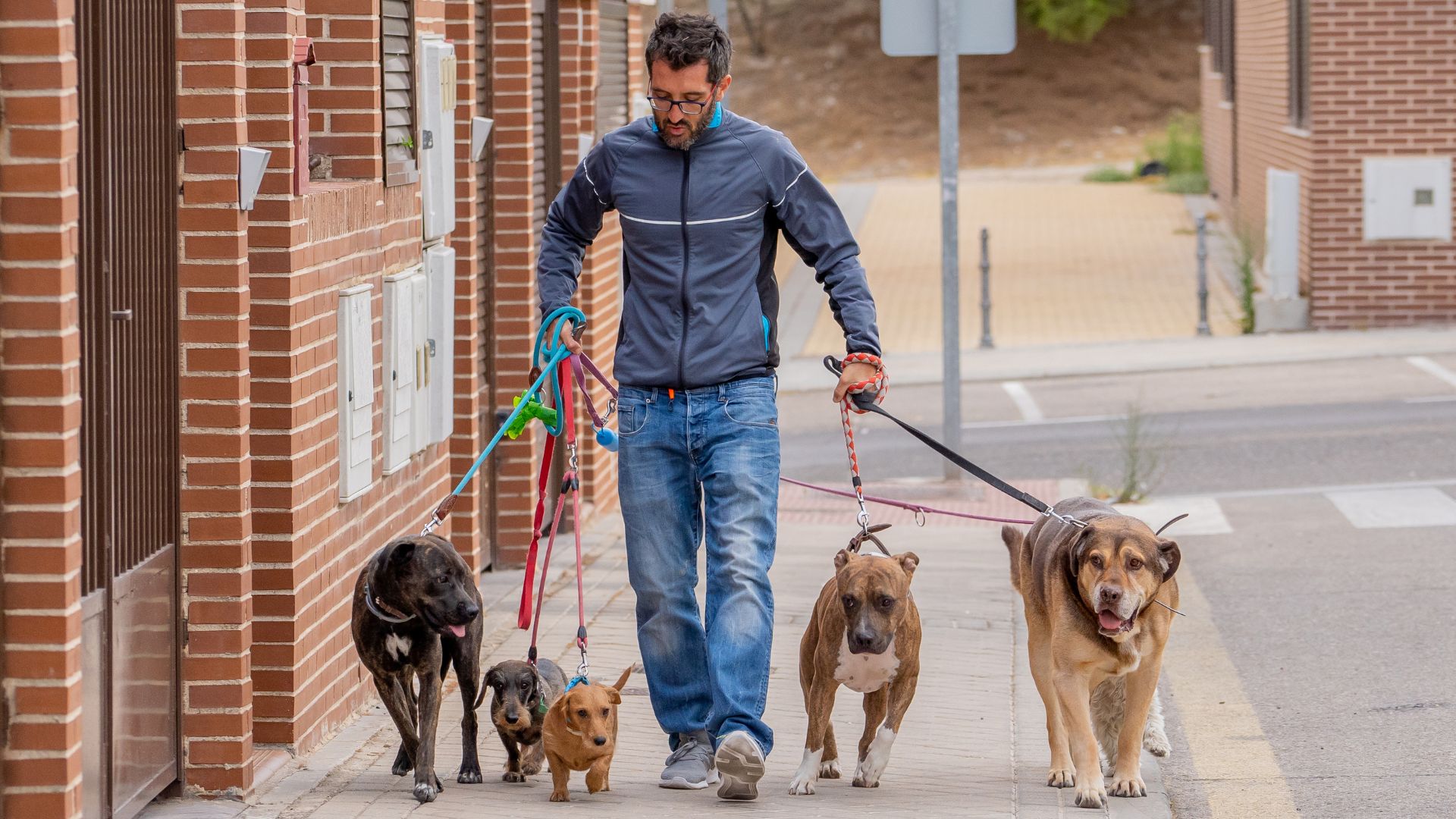 Dog walker with smartphone sending AI updates to owner